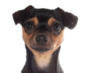 Chihuahua Dogs for adoption in Oakland Park, FL, USA