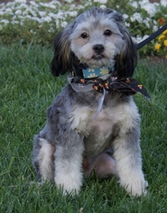 Havanese Dogs for adoption in Palo Alto, CA, USA