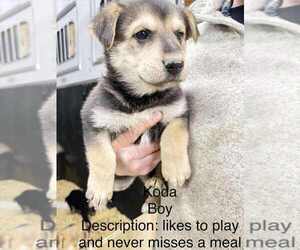 Gerberian Shepsky Dogs for adoption in Aurora, IN, USA