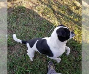 Boston Terrier Dogs for adoption in Wadena, MN, USA