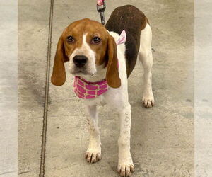 Beagle Dogs for adoption in Batavia, OH, USA