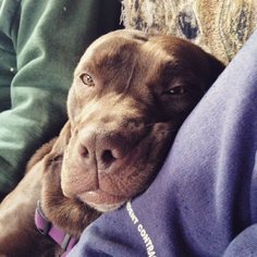 Bulldog-Labrador Retriever Mix Dogs for adoption in Millville, NJ, USA