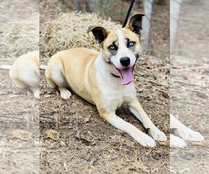 Huskies -Unknown Mix Dogs for adoption in Clarkesville, GA, USA