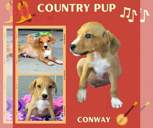 Mutt Dogs for adoption in Lindsay, CA, USA