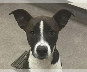 American Pit Bull Terrier-Unknown Mix Dogs for adoption in HESPERIA, CA, USA