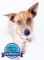 Mutt Dogs for adoption in Kennesaw, GA, USA