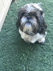 Shih Tzu Dogs for adoption in Edmond, OK, USA