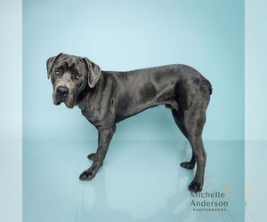 Mutt Dogs for adoption in Corona, CA, USA