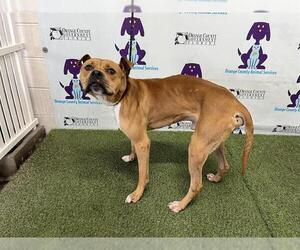 American Pit Bull Terrier Dogs for adoption in Orlando, FL, USA