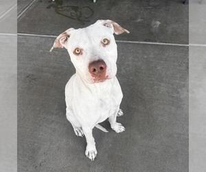 American Pit Bull Terrier Dogs for adoption in Denver, CO, USA