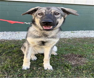 German Shepherd Dog-Unknown Mix Dogs for adoption in Naples, FL, USA