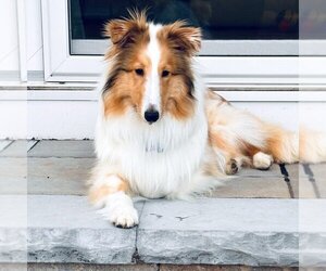 Mutt Dogs for adoption in Dublin, OH, USA