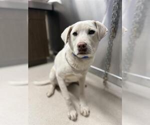 Labrenees Dogs for adoption in Fairbanks, AK, USA