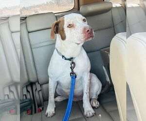 Mutt Dogs for adoption in Westwood, NJ, USA