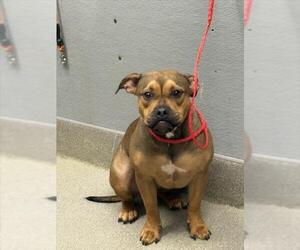 Staffordshire Bull Terrier-Unknown Mix Dogs for adoption in Las Vegas, NV, USA