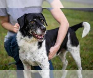 Sheprador Dogs for adoption in Terre Haute, IN, USA