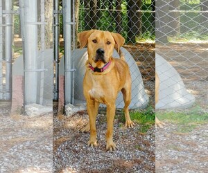 Labrador Retriever Dogs for adoption in Lake City, MI, USA