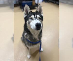 Siberian Husky Dogs for adoption in Chula Vista, CA, USA