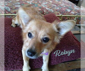 Chiweenie Dogs for adoption in HOUSTON, TX, USA