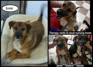 Mutt Dogs for adoption in Sautee Nacoochee, GA, USA