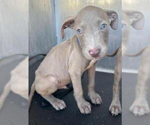 American Staffordshire Terrier-Unknown Mix Dogs for adoption in San Antonio, TX, USA