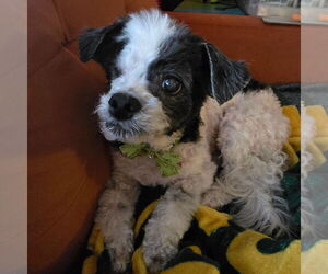 Poodle (Miniature)-Unknown Mix Dogs for adoption in Fargo, ND, USA
