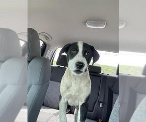 Labrador Retriever-Unknown Mix Dogs for adoption in San Antonio, TX, USA