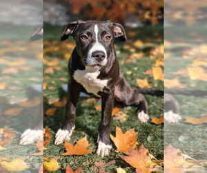 American Pit Bull Terrier-Unknown Mix Dogs for adoption in Talladega, AL, USA