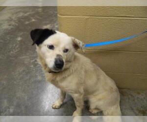 Collie-Unknown Mix Dogs for adoption in Pikeville, KY, USA