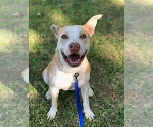 American Pit Bull Terrier-Unknown Mix Dogs for adoption in Royse City, TX, USA