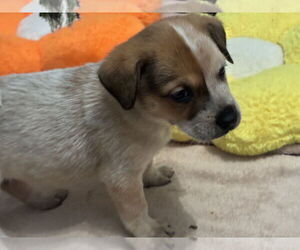 Great Pyrenees-Unknown Mix Dogs for adoption in Minneapolis, MN, USA