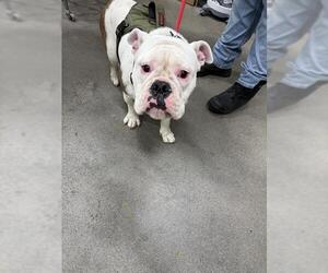 Bulldog Dogs for adoption in Forestville, MD, USA