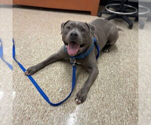 American Pit Bull Terrier Dogs for adoption in Boston, MA, USA