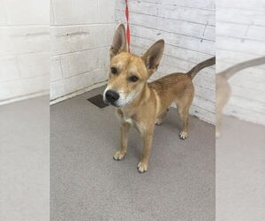 German Shepherd Dog Dogs for adoption in San Bernardino, CA, USA