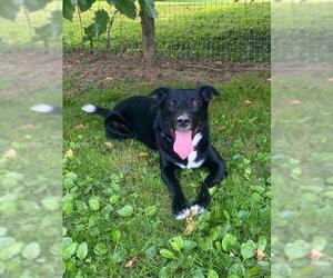 Borador Dogs for adoption in Chestertown, MD, USA