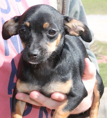 Chipin Dogs for adoption in Prattville, AL, USA