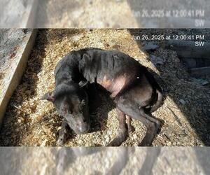 American Pit Bull Terrier Dogs for adoption in Ocala, FL, USA