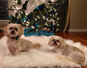 Shih Tzu Dogs for adoption in Nashville, TN, USA