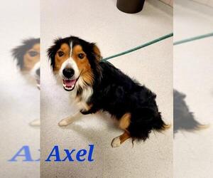 Australian Shepherd Dogs for adoption in San Angelo, TX, USA