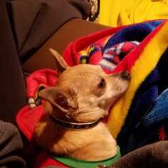 Chihuahua Dogs for adoption in Clifton, TX, USA