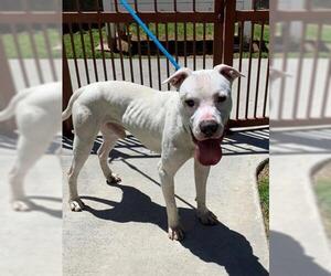 American Bulldog-American Staffordshire Terrier Mix Dogs for adoption in Upland, CA, USA