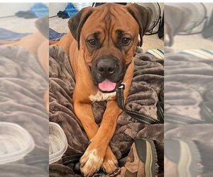 Mastiff Dogs for adoption in Fremont, CA, USA