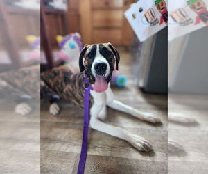American Pit Bull Terrier-Great Dane Mix Dogs for adoption in New London, WI, USA