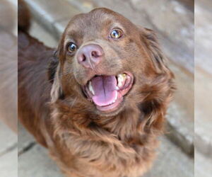 Chihuahua-Unknown Mix Dogs for adoption in Canton, CT, USA