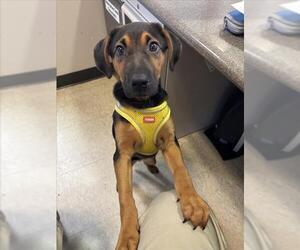 Black and Tan Coonhound-Unknown Mix Dogs for adoption in Plano, TX, USA