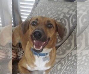 Doxle Dogs for adoption in Atlanta, GA, USA