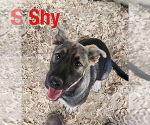 German Shepherd Dog-Unknown Mix Dogs for adoption in Benton, PA, USA