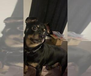 Chihuahua Dogs for adoption in San Antonio, TX, USA