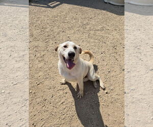 Retriever -Unknown Mix Dogs for adoption in Maquoketa, IA, USA