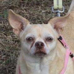 Chihuahua Dogs for adoption in Seven Valleys, PA, USA